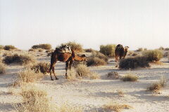 �W�~�[�ƃA���g�j�I