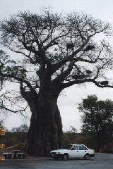 �o�I�o�u�̖�