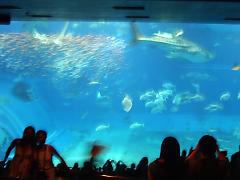 �������C�����ق̃W���x�C�U��