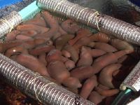 �O���e�X�N�ȃ����V