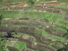 ���C�X�e���X