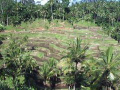 ���C�X�e���X