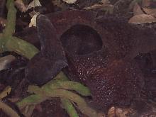 �͂ꂽ���t���V�A