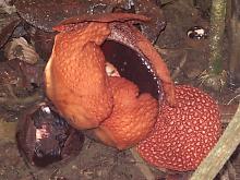 �炫�n�߂����t���V�A