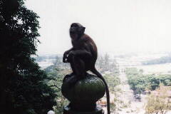 ���A�O�̃T��