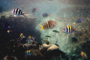 �R�[�����t�B�b�V���̌Q��