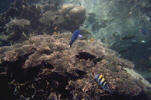 �T���S�ʂƔM�ы�