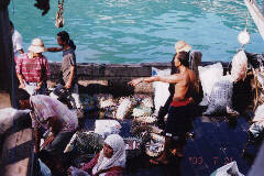 �V���̕��i