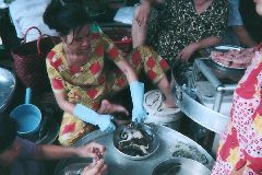 �J�G���̉��