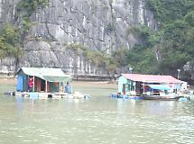 �C�㐶���̉�